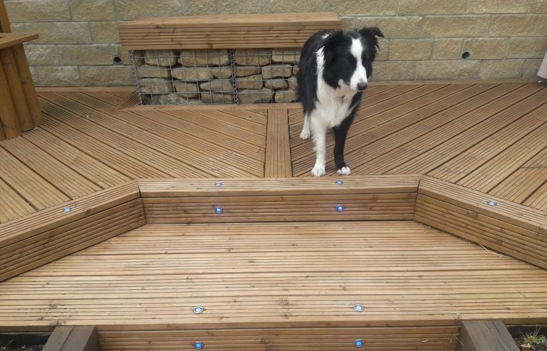 How to create a pet-friendly garden - Border Collie stood on timber decking