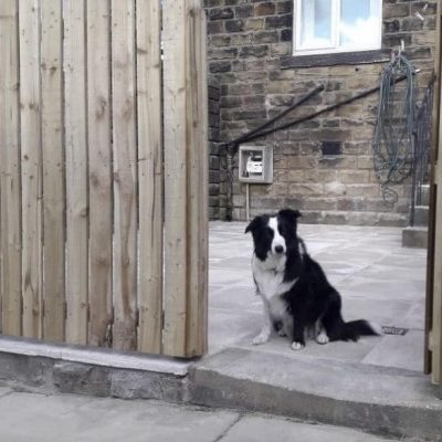 New timber fencing and a Border Collie by Kettlewell Landscaping and Groundworks